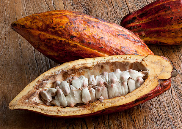 Cocoa Beans