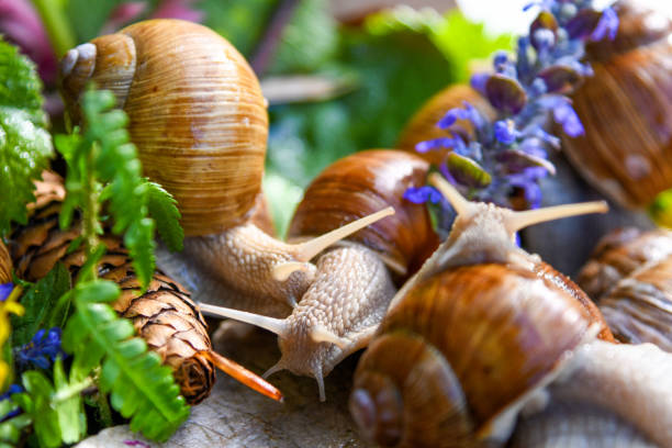 Snail Farming
